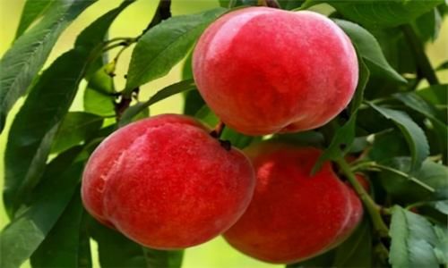 减肥瘦身|女性不想变老，多吃三种食物，排出毒素，减肥瘦身，润泽肌肤