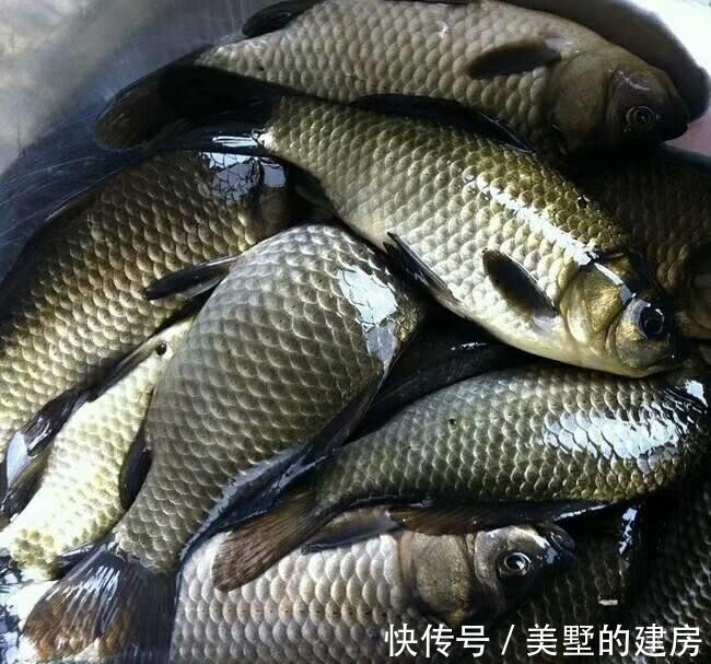 炖汤|秋天吃鱼,鲈鱼,草鱼都不如吃它!炖汤特别鲜美,益气养血还润燥