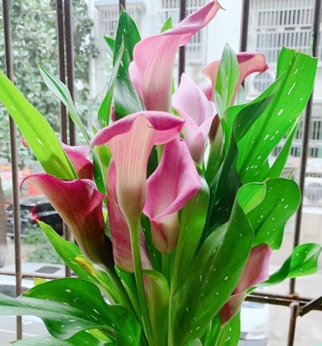 4种花长势好、开花多,花大色艳真漂亮,谁养谁上瘾