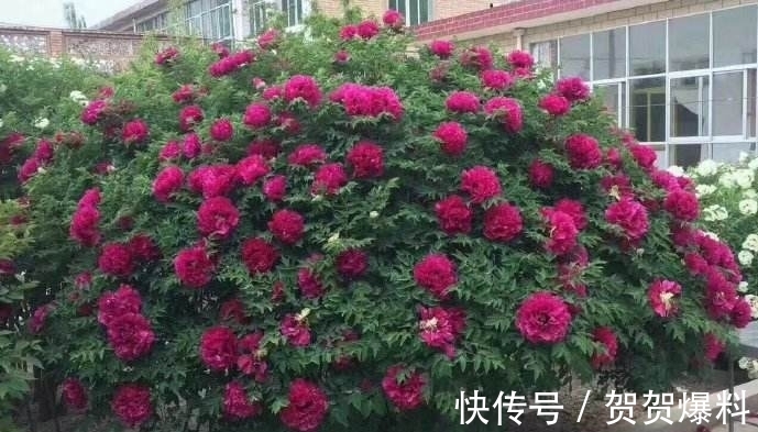 家有五树,儿孙都富!有院子建议栽5种树,看花,收果,寓意吉利