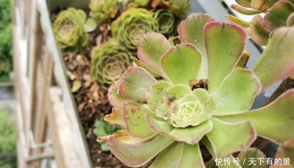 浇水|法师一到夏天,成了光杆司令,不用管它,秋天叶子会长出来