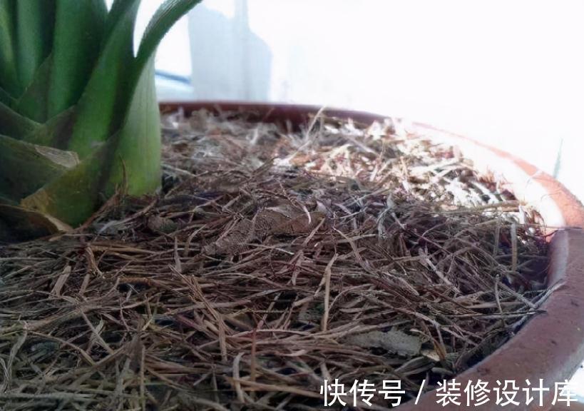 发酵|养花“法宝”松针该怎么用?单独使,加工后用,谨记这些准没错