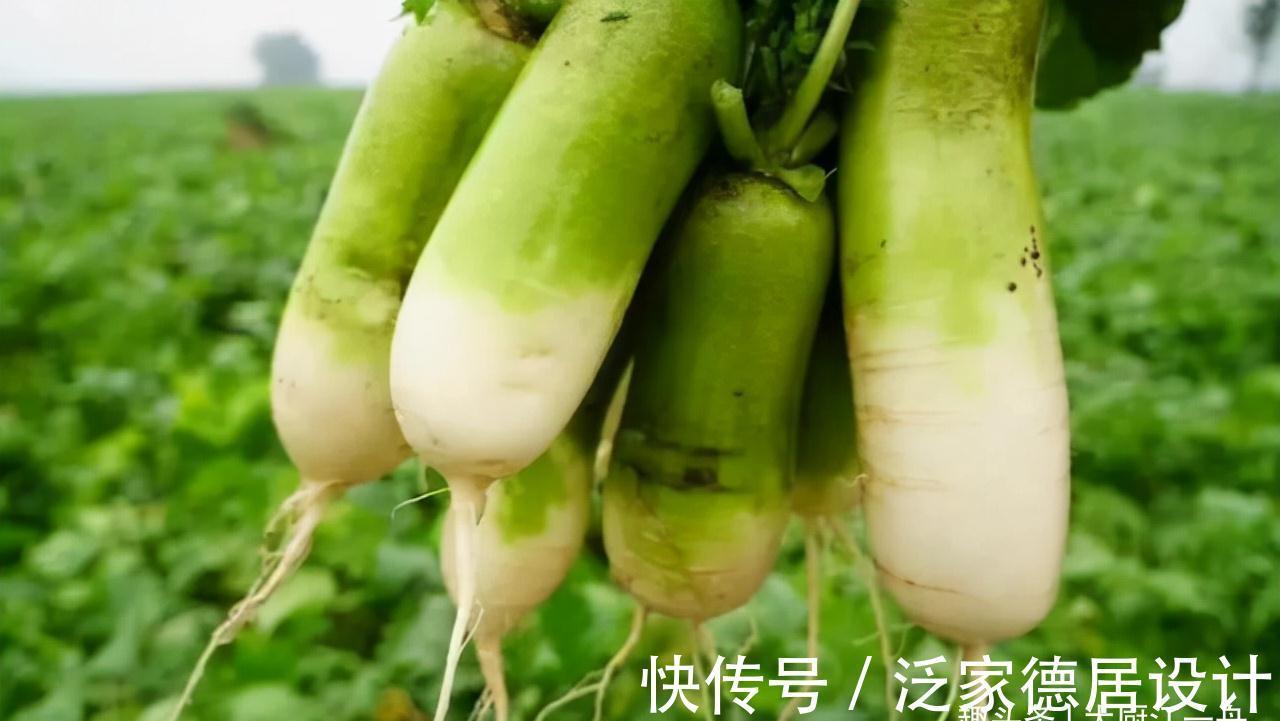 才知道,“白萝卜”和“青萝卜”区别这么大,看完可别再买错了
