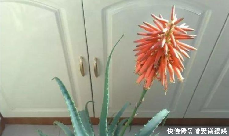 4种花，堪称“花草之王”，特别耐旱，1个月不浇水，开出漂亮花朵