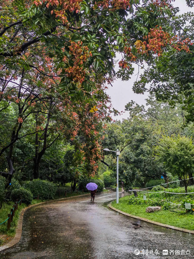 小雨淅沥不停，济南泉城公园美如丹青！雨中漫步悠闲舒适|情报站| 小雨