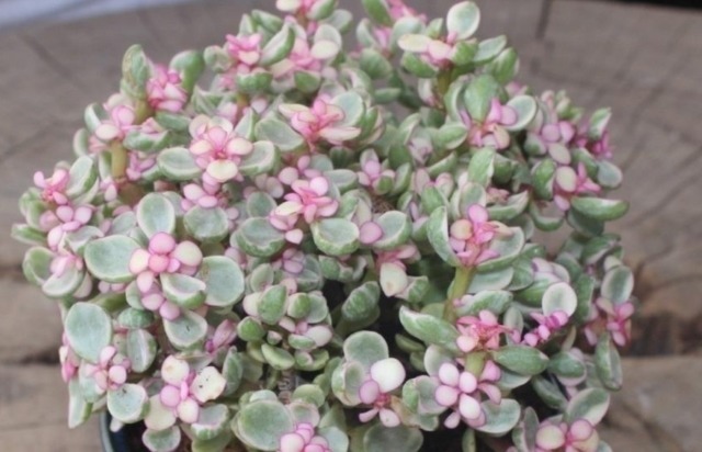 四种老年人适合养的花,又容易养又能让他们打发时间!