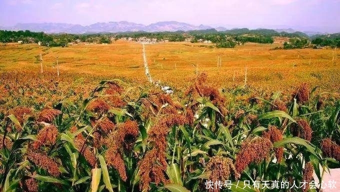  高粱，不仅仅能酿酒，还能做成高粱米高粱醋和高粱饴等