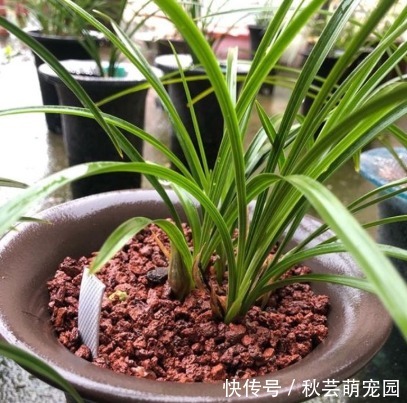栽种|想刚种植的兰花服盆快,这个步骤不能漏,再做好缓苗,就能快服盆