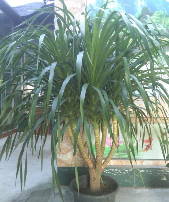 叶片|客厅养开花植物不合适，养3种绿叶树，不仅寓意好，还能净化空气