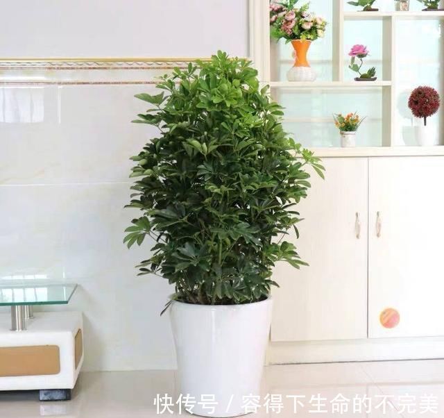 甲醛|养这4盆花,在家吸烟也不怕,二手烟吸光光,空气清新,一家健康