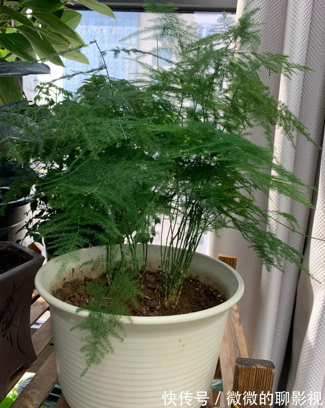 这5种花,越喷水,长得越好,叶子绿的能滴油