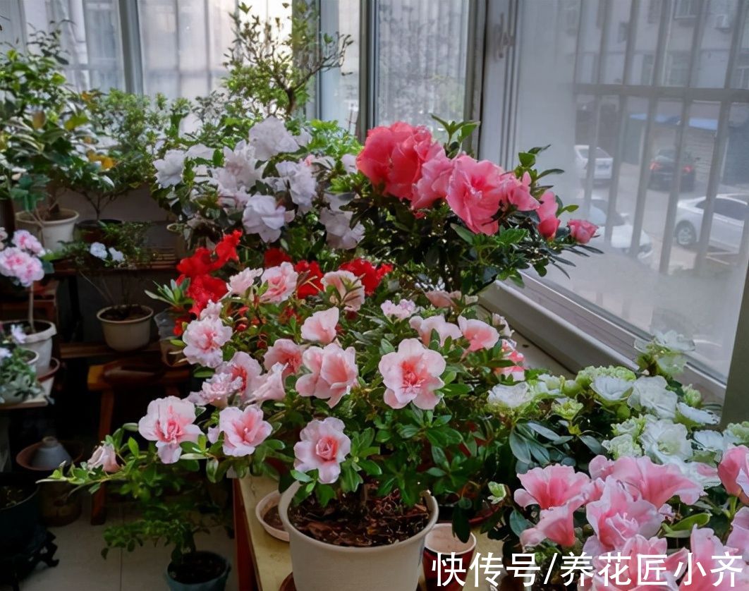 又到3种“垃圾”最多的季节，如果家中有别扔，用来养花特别棒