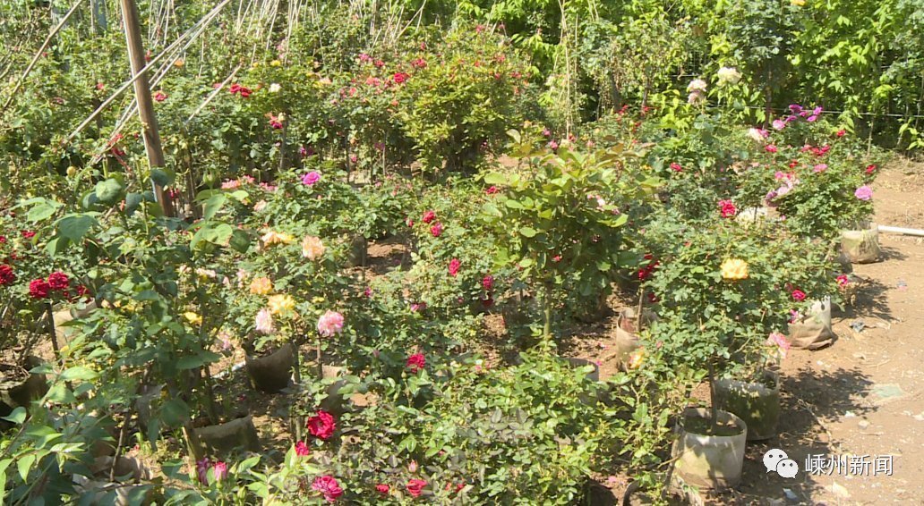 花海|美爆了,嵊州又一个网红打卡地,百亩花海盛开!还有2000多盆优惠待售…