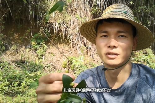 竹筒子|玩过这种野果的8090后,说明你在农村呆过,成熟果实还可以吃