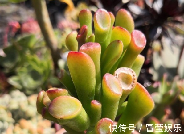 叶花月|多肉筒叶花月如何养教你3个妙招,叶片翠绿光泽,越长越旺!