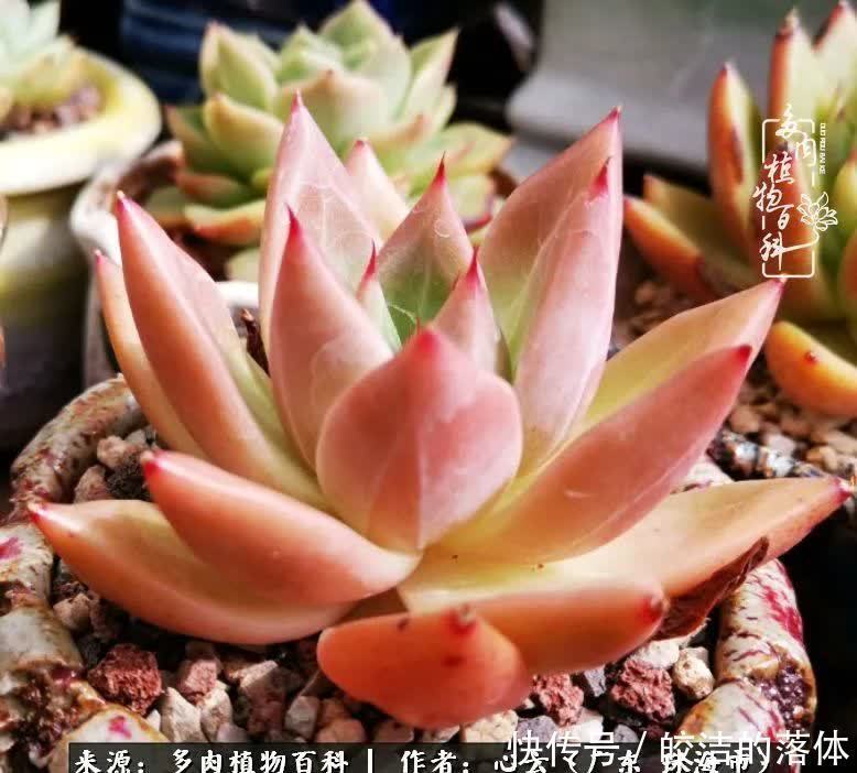 肉肉|与多肉的相遇,就是一场治愈之旅
