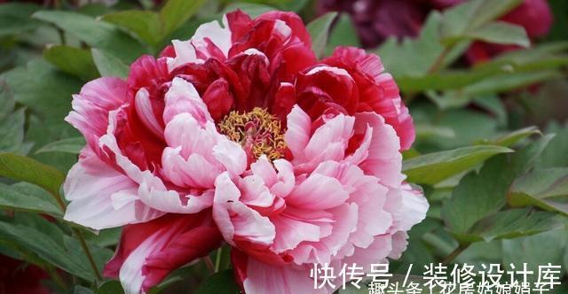 4款秋天栽培的花卉，大家都了解吗？秋天到了，赶紧在家里养几盆