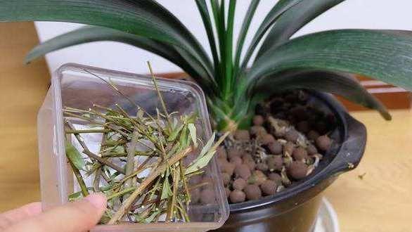 这3种“垃圾”，用来养花，10年不用换盆土，花儿轻松“长爆盆”