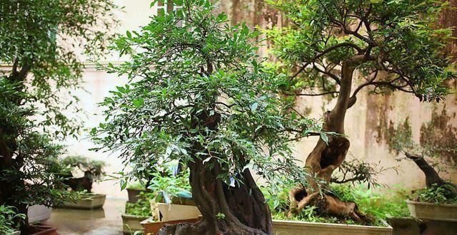 观赏|养花大神都会的一个“细节”，盆景养护，摘叶很重要，你会吗