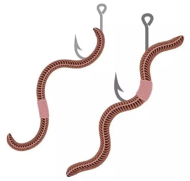 钓友|你真的会使用蚯蚓吗?许多钓友都错了,这样才能增加爆护的几率