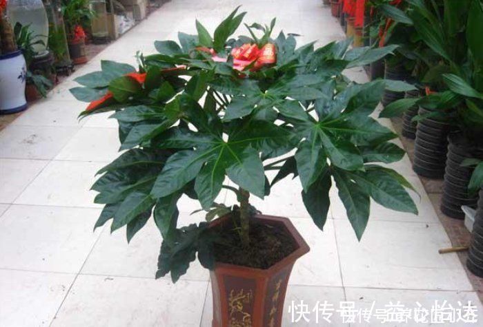 净化|家里要养这5种绿植,能净化空气寓意好,新手也能养,观赏价值高