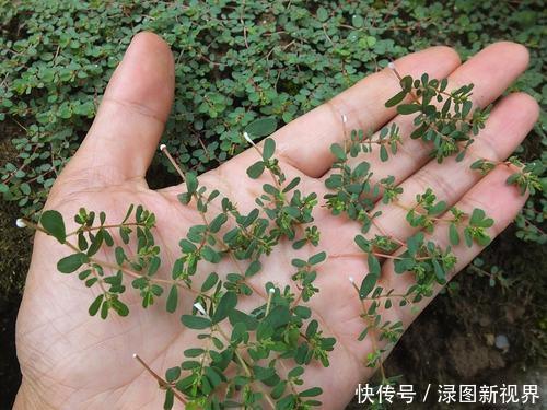 马齿笕的“孪生兄弟”，人称“血见愁”，止血不留疤，你见过吗