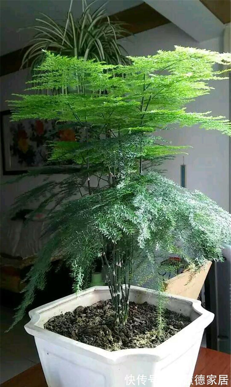 玉树|5种“懒人花”,自身有“储水器”,一个月不浇,一样长爆盆