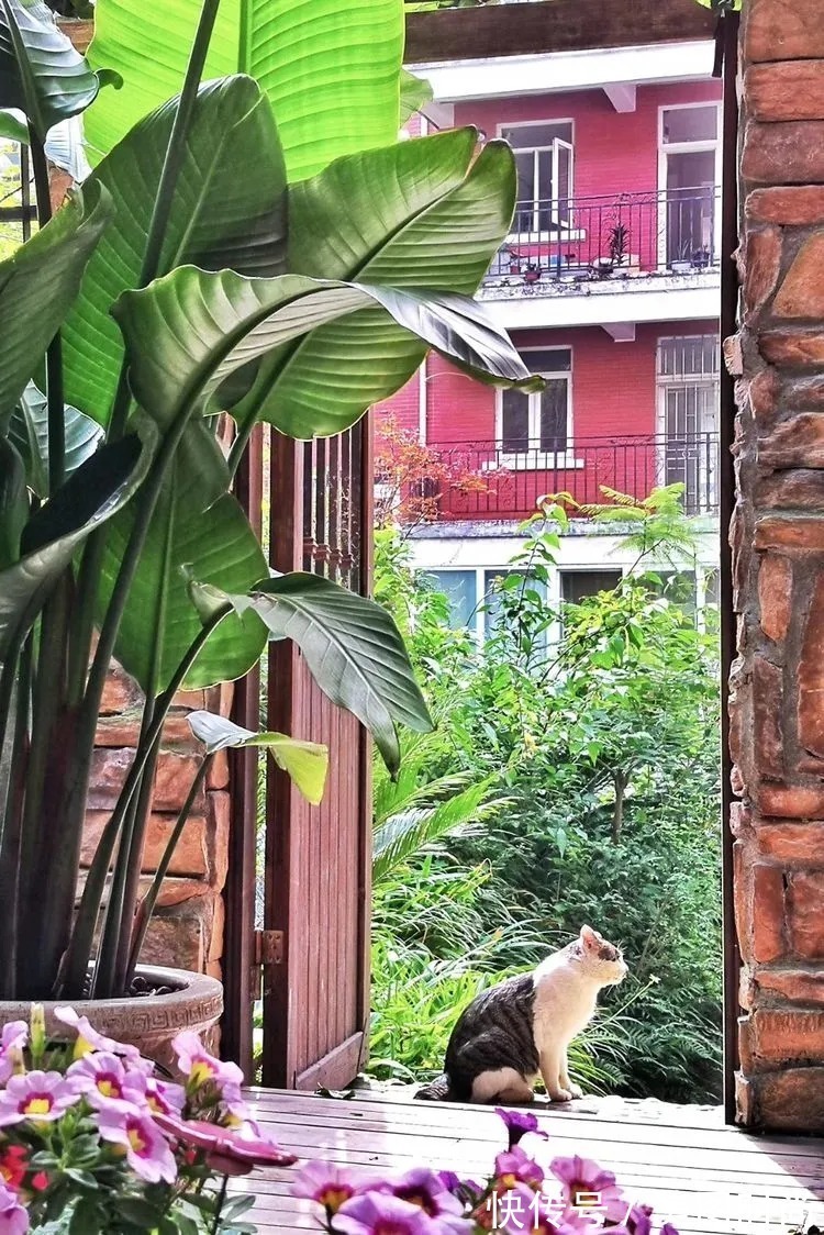 薇月|四年前,接手了朋友带120㎡院子的房子,打造成花园后朋友羡慕了