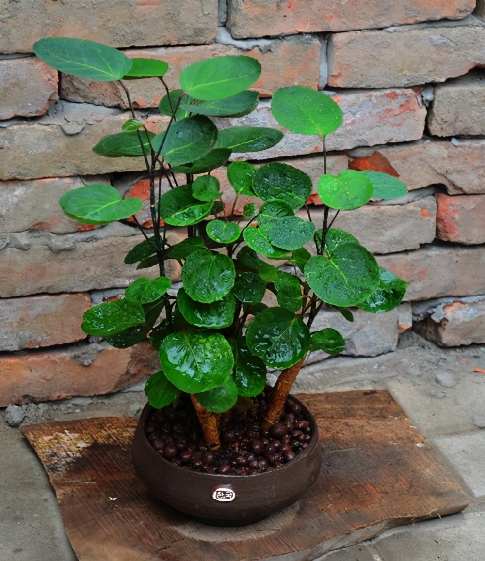 发财树|七种带“钱”的花,好看又好养,寓意吉祥,财源滚滚,建议养一盆