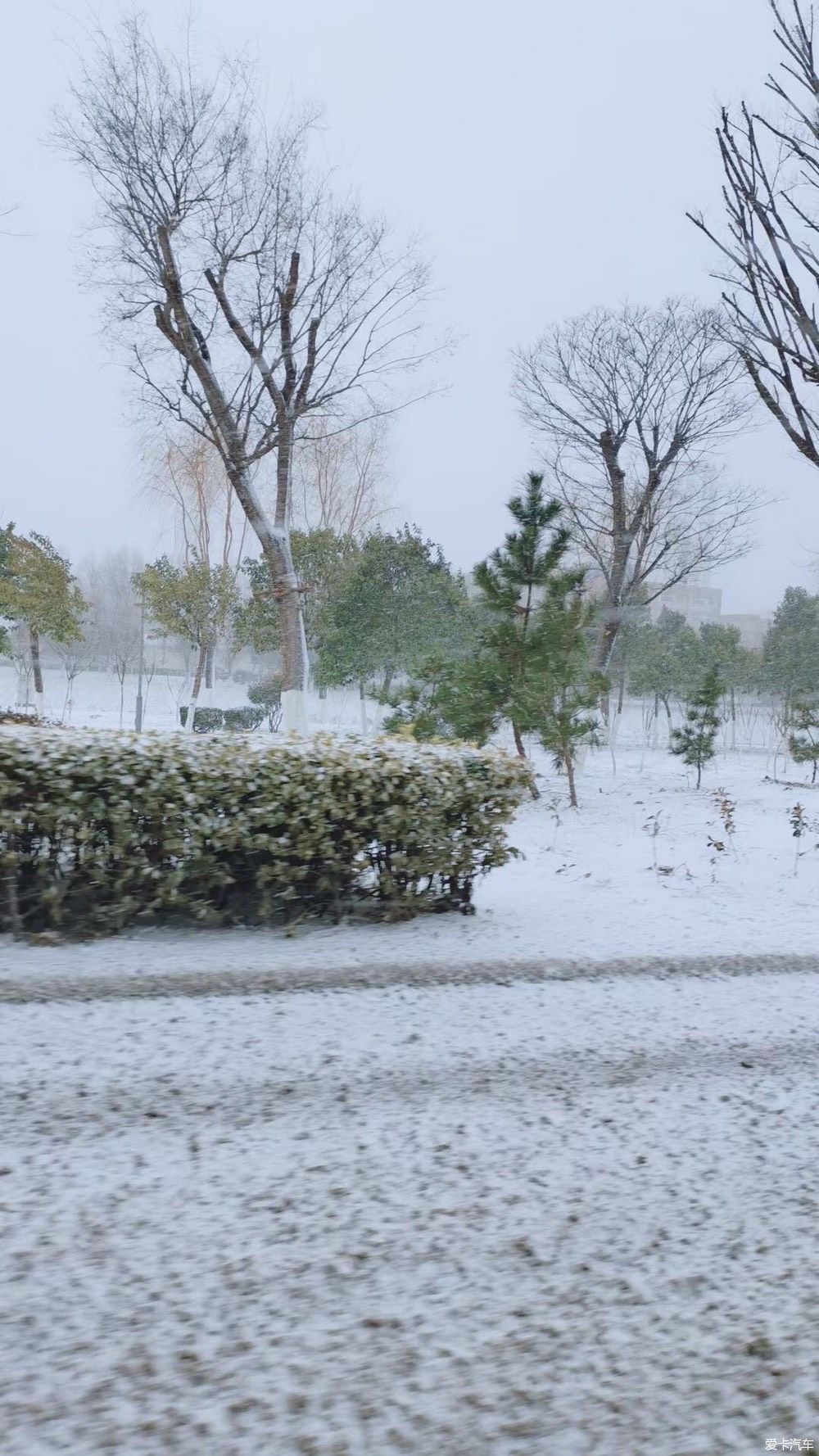 竹林听雪