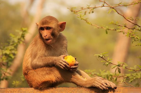 猴子|“猴猴猴”生肖猴要大喜临头，2021年躲不过的喜