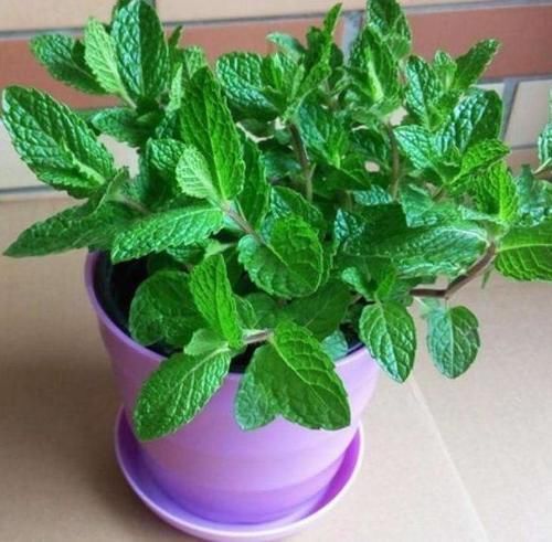 夏季飞蚊惹人讨厌,该怎么办盆栽上它们不用驱蚊药就能驱蚊