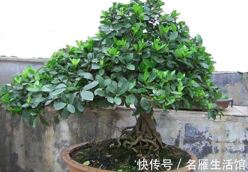 浇水|夏秋养花盆栽栀子,做到这些,香盈满屋,花叶果俱美