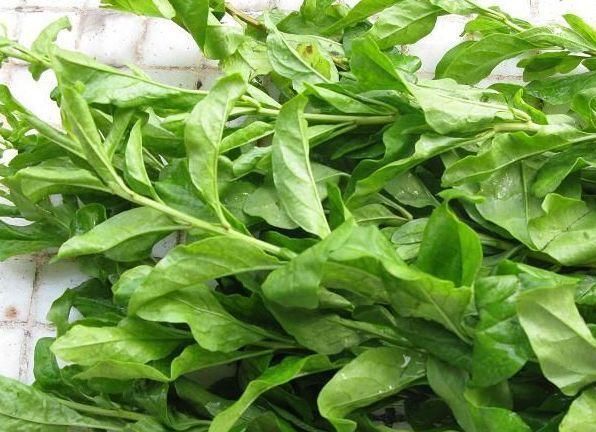 枸杞叶|此物全身都是宝,尤其是叶子,每周吃两次,清血管毒素,明亮眼睛