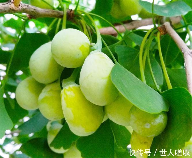 排毒|女性养生,推荐3种食物,排毒护肤,延缓衰老,滋补身体