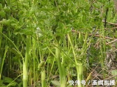 治疗|农村最常见的一种野菜，可以有效治疗头痛，可惜知道的人很少