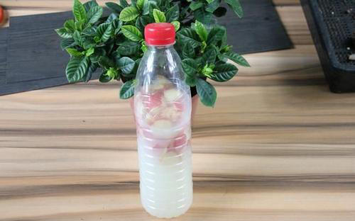 在家自制“肥水”,给花浇点,叶子不黄呼呼开花!