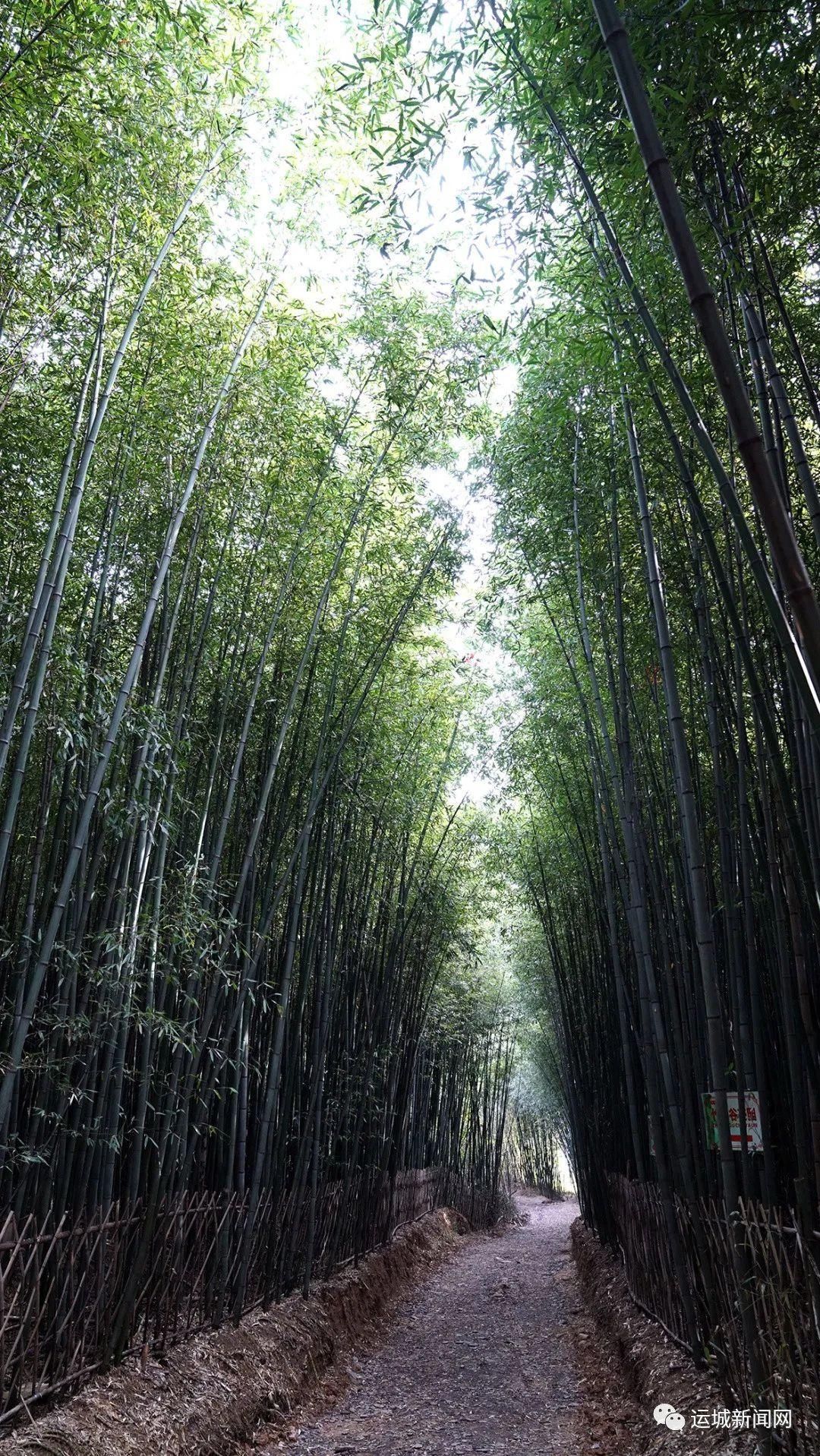 芮城|竹林深处 树密虫鸣　探寻芮城千年竹林谷