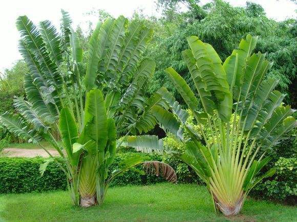 此花是沙漠中的希望，叶子翠绿郁郁葱葱，可以指导正确的方向！