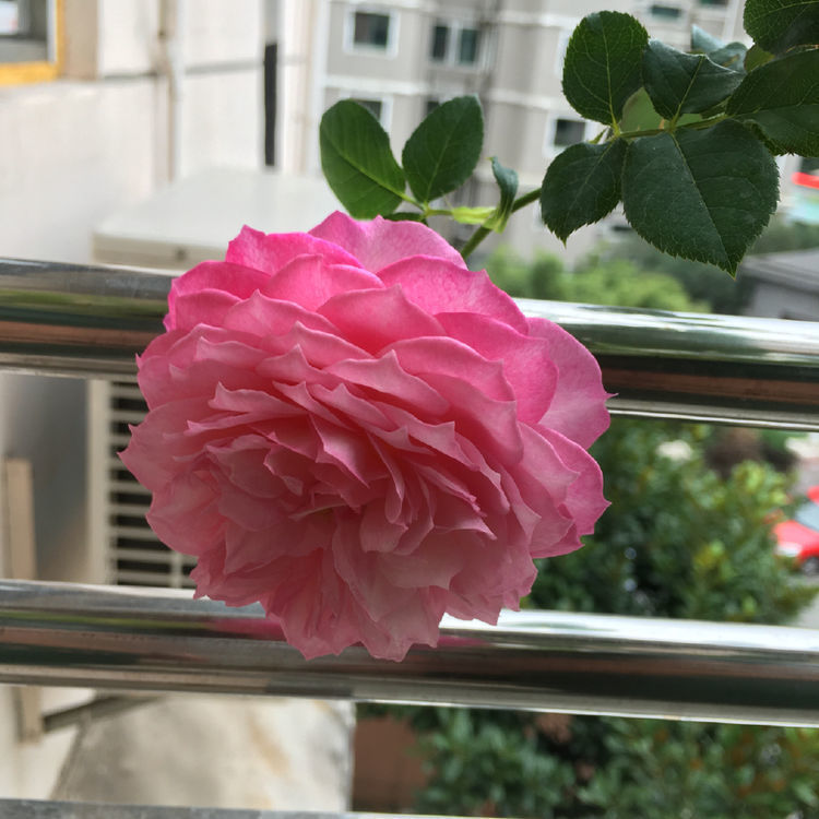 土壤|4种花超漂亮,个个美出状态,花开不断,还能旺财!