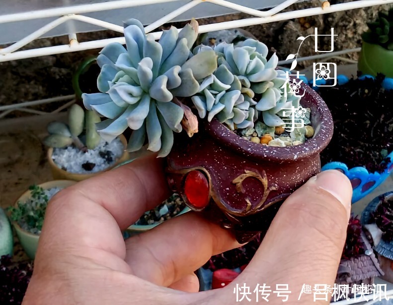 多肉植物|7种花，就要“穷着养”，花盆越小，长势越喜人！