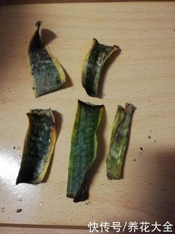 剪片叶子，放土里就能长出一盆，这4种花养到就是赚到