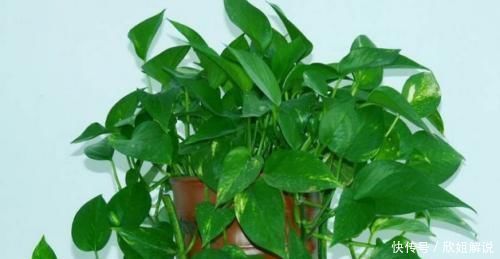 30年老花农养花秘诀给绿萝喝一勺它，不黄叶，30天蹭蹭长满