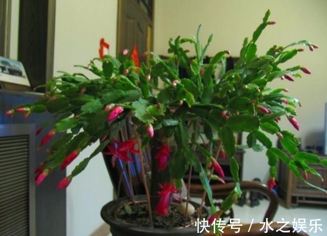 食醋|总是“吃醋”的3种花,隔1个月“吃1斤”,叶片油绿,还蹭蹭长!