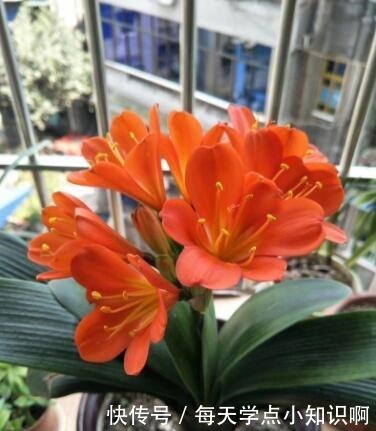 君子兰长满“大水缸”,叶子蹿满32片,“这样”养,你的也可以!