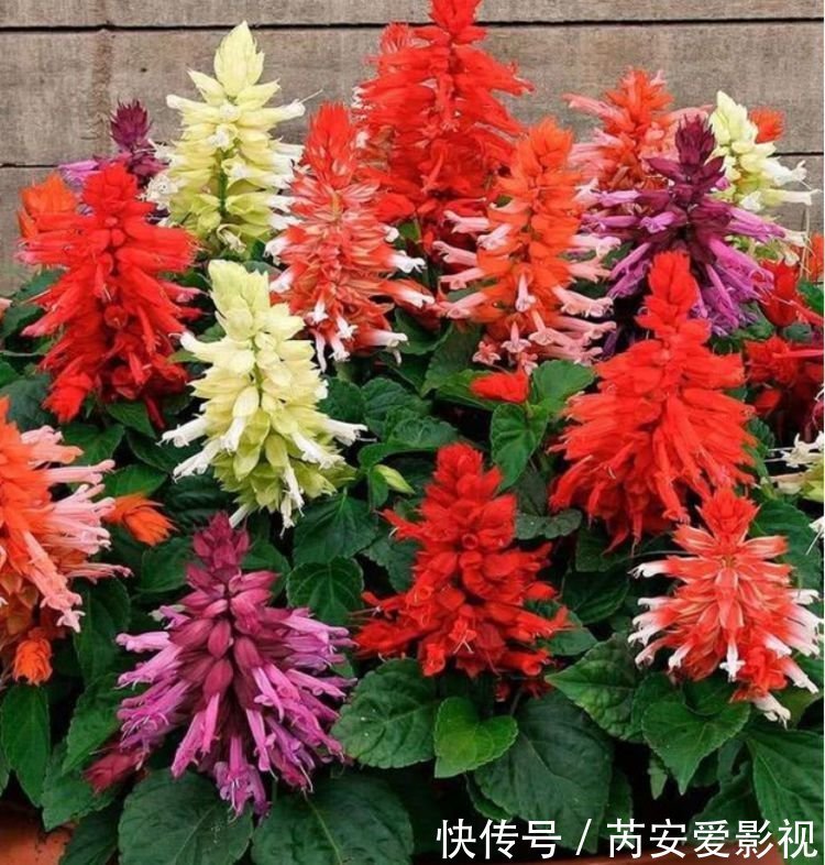 牡丹花|4种花养家里，人养花，花也养人，芳香四溢，养在家中香飘满屋