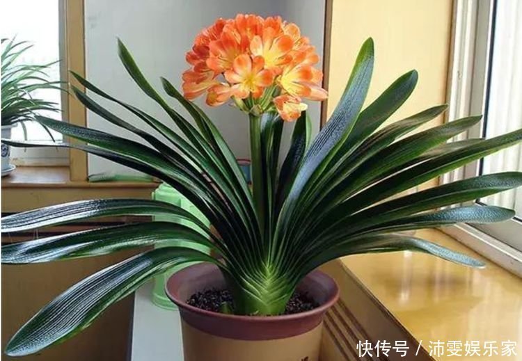 新手就养“3种花”，好养又漂亮，福旺运旺财更旺，财运爆发