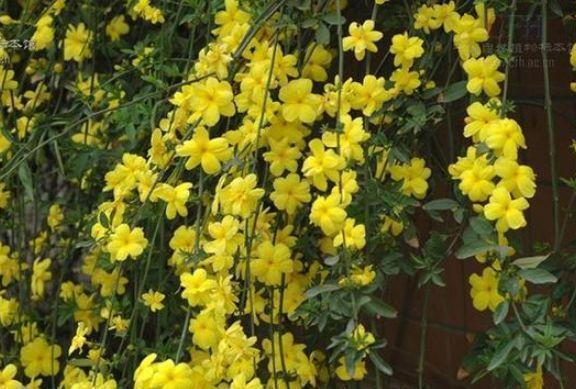 金弹子|阳台养这几朵花，花开不断，沾点水就疯长，开花勤还爱爆盆