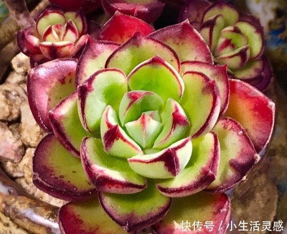 阳台养多肉的经验,这5点掌握了,或许在阳台一样养出极品多肉!