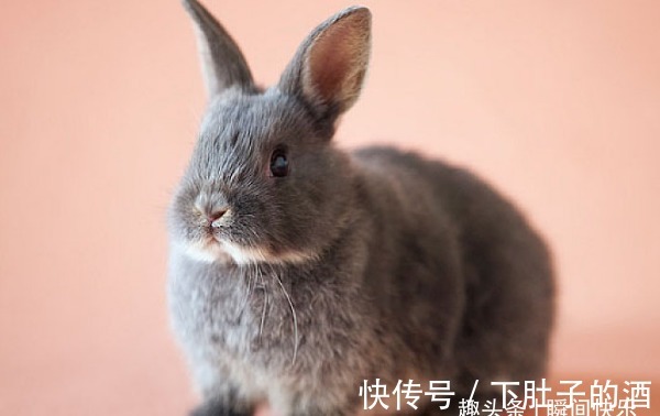 攀龙附凤|农历几月出生的属兔人，2021年时来运转，意气风发，生活财富不缺